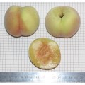Аника-2. Самый ранний персик из Саратовских, конец июля. Плоды крупные, более 100 г. Вкус очень хороший. К болезням достаточно устойчив, но как и все персики, требует 2-3 профилактические обработки от грибковых болезней и от вредителей.