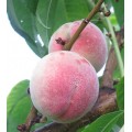 Саратовский-33. Наиболее зимостойкий и устойчивый к болезням персик из Саратовских. Плоды до 85 г., требуется прореживание завязи - оставлять через каждые 10 см. Вкус хороший. Созревание в конце августа.