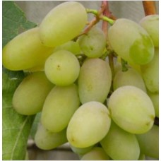 Виноград ранне-средний Белый КоКл