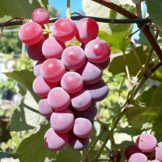 Виноград техническ. неукрывной розовый