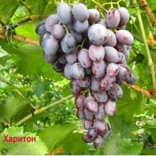 Виноград ранне-средний Харитон