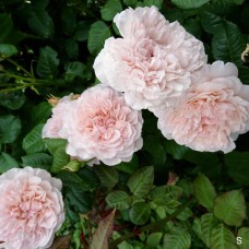 Роза плетистая Роз де Толбиак