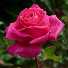 Роза чайно-гибрид. Топаз