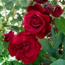 Роза плетистая темно-красная густомахровая Дон жуан