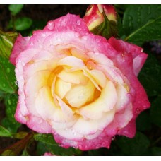 Роза флорибунда Ламинуэтте