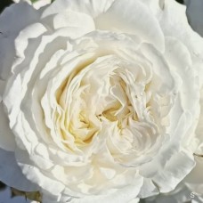 Роза английская Патиес 