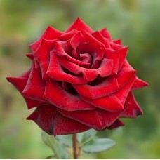 Роза чайно-гибрид. Красная магия