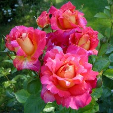 Роза плетистая Декор Арлекин
