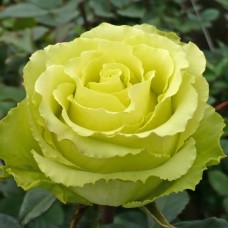 Роза чайно-гибр. Лимбо (Доллар)